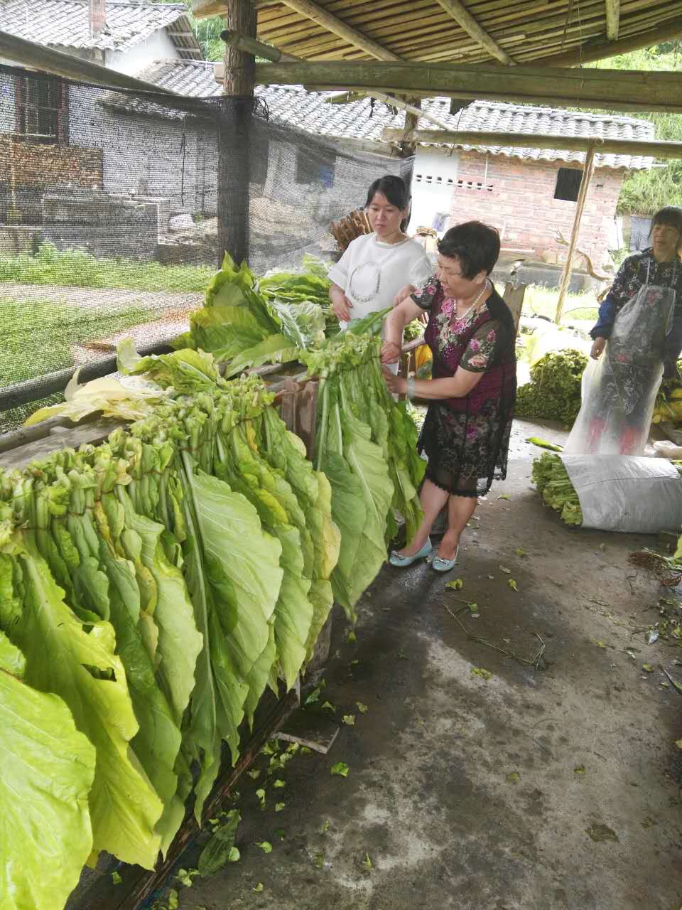 ����������������ķ�ƶ����